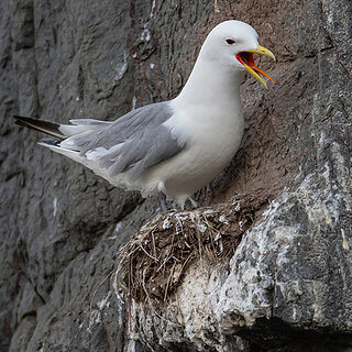 Farne Islands - Kittiwake